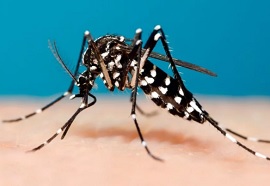 комар - переносчик Денге