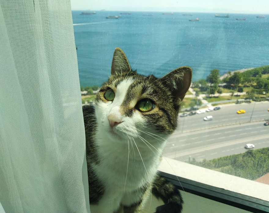 кошка Соня в отеле Стамбула