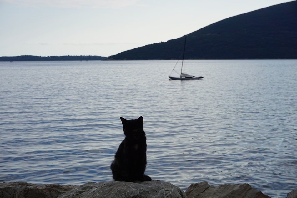 Кот на берегу моря в Черногории